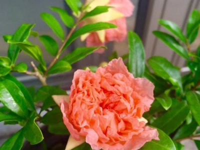 花石榴七月播種可以嗎？