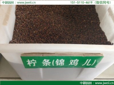 寧夏七月份能種檸條嗎？