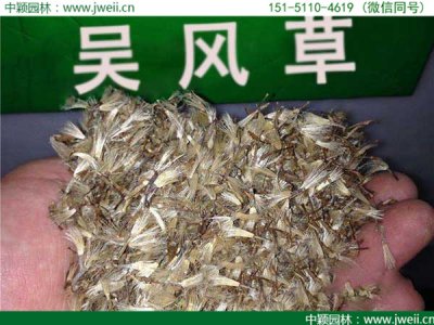 大吳風草現在可以種播嗎？