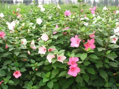 6月還可以種秋葵嗎？