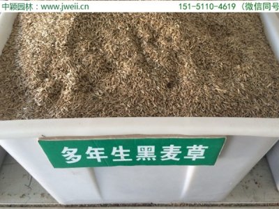 北方能種黑麥草嗎？