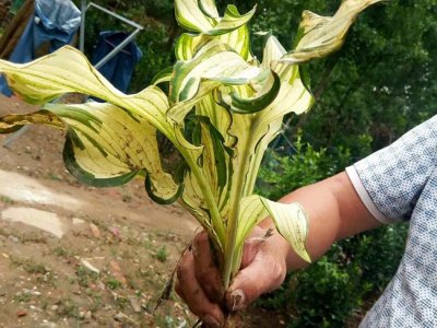 玉簪是多年生草本植物嗎？