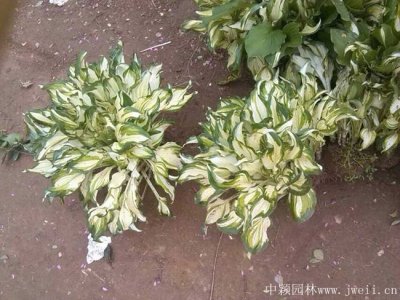 玉簪可以種在樹蔭下嗎？
