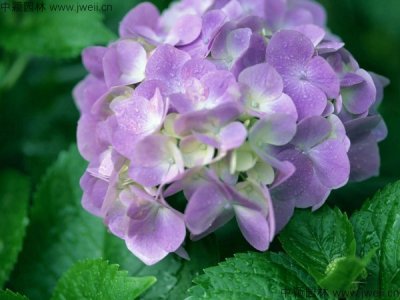 繡球花香嗎？