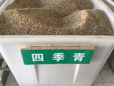 矮化四季青草坪種子多少錢一斤？
