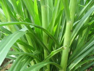 甜象草圖片