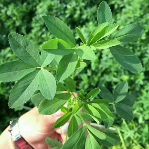 苜蓿種子生產