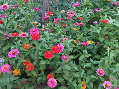 百日草花種子適合什么天氣？