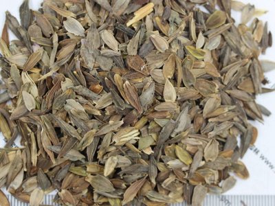 現在種百日草花種子可以嗎？