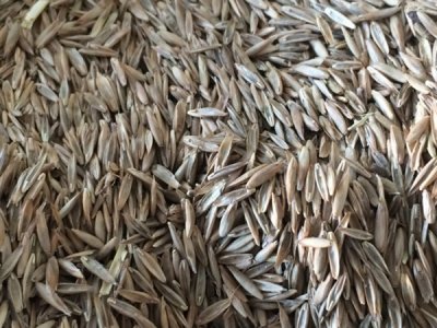 草坪綠化種子多久能發芽
