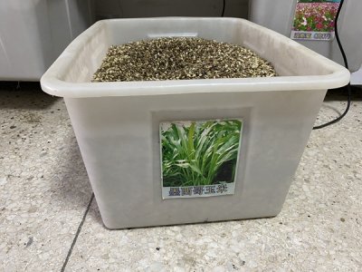 玉米草現在季節能種嗎？