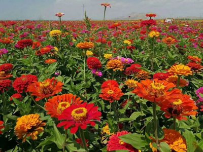 草花種子什么時候播種？