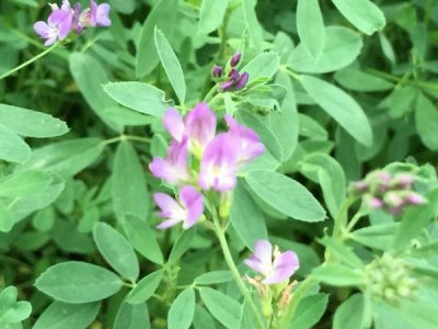 種植苜蓿一平米多少錢？