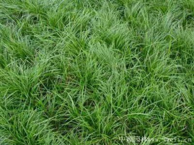 麥冬草夏季可以移植嗎？