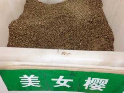 大量批發加拿大美女櫻種子，價格便宜質量好