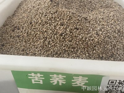 苦蕎麥種子什么時候播種最合適？