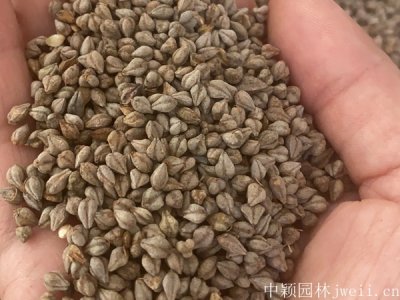 苦蕎麥種子播種方法容易嗎？