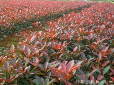 石楠樹苗秋天可以栽嗎？