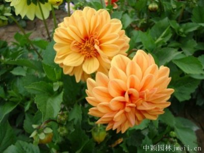 小麗花播種當年能開花嗎？