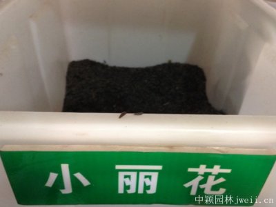 小麗花種子