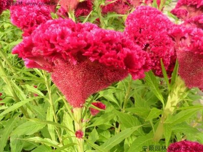 夏天能種雞冠花嗎？