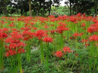 石蒜花冬天怕凍嗎？
