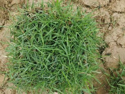 三月份還能種植結縷草嗎？